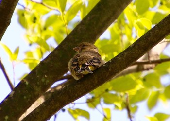 カワラヒワ 万力公園 2018年6月2日(土)