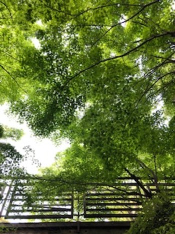 未同定 梅小路公園(京都市) 2023年4月22日(土)