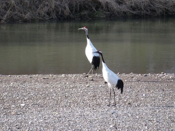 2023年4月22日(土) 十勝北部の野鳥観察記録