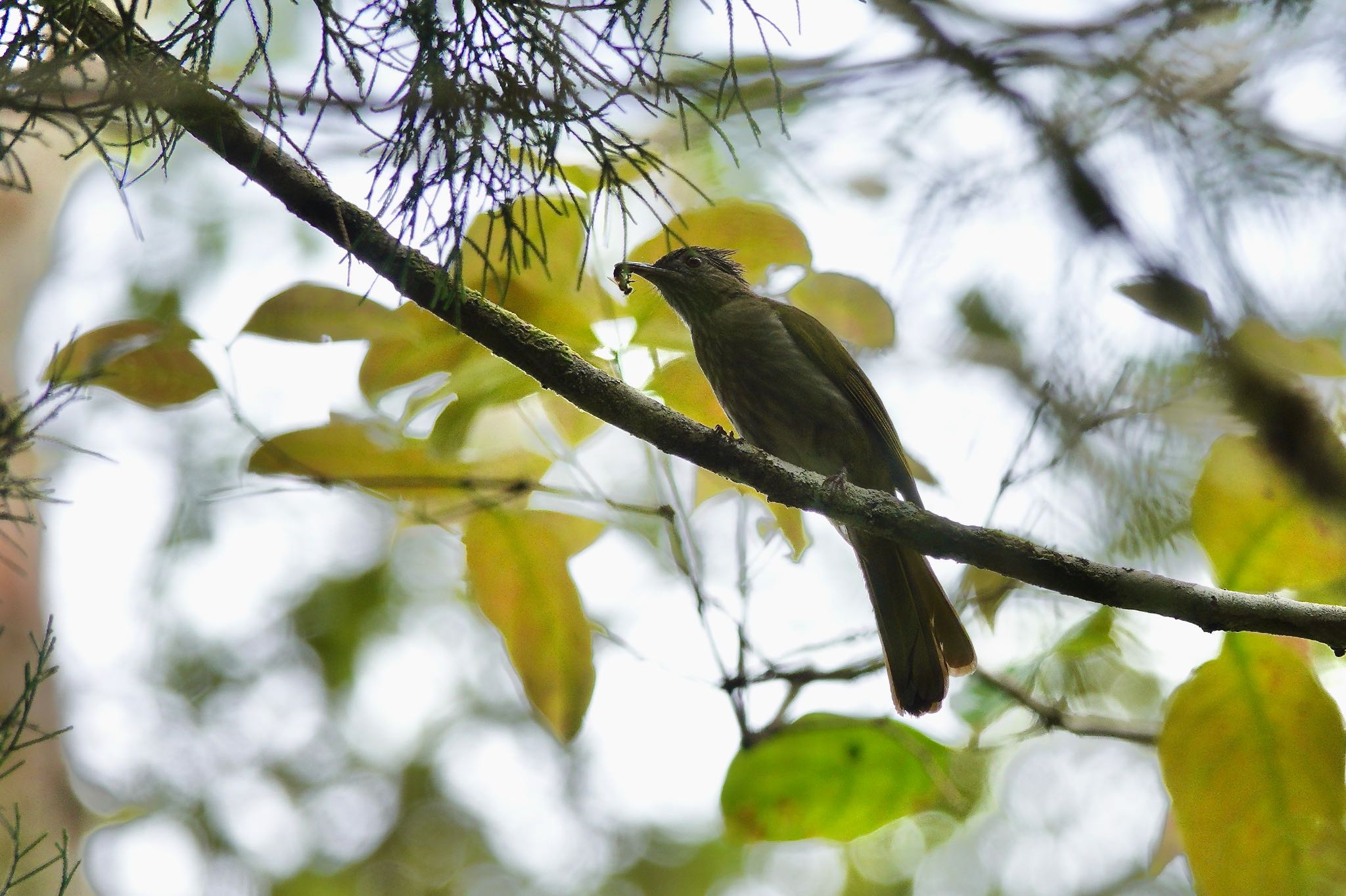 Photo of Mountain Bulbul at Fraser's Hill by のどか