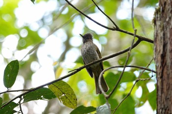 Mountain Bulbul Fraser's Hill Fri, 3/10/2023