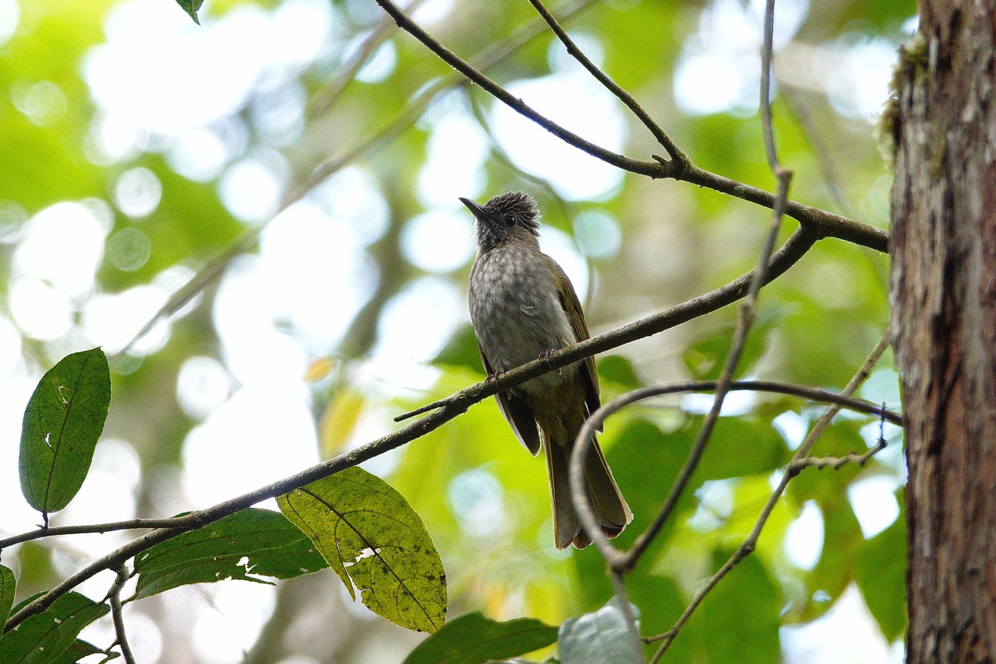 Mountain Bulbul