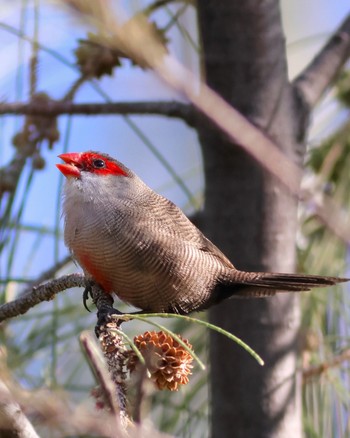 Common Waxbill ハワイ島 Wed, 4/5/2023