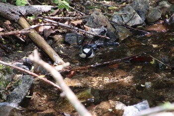 Japanese Tit Yanagisawa Pass Sat, 6/2/2018