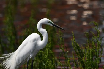 2023年4月21日(金) 伊佐沼の野鳥観察記録