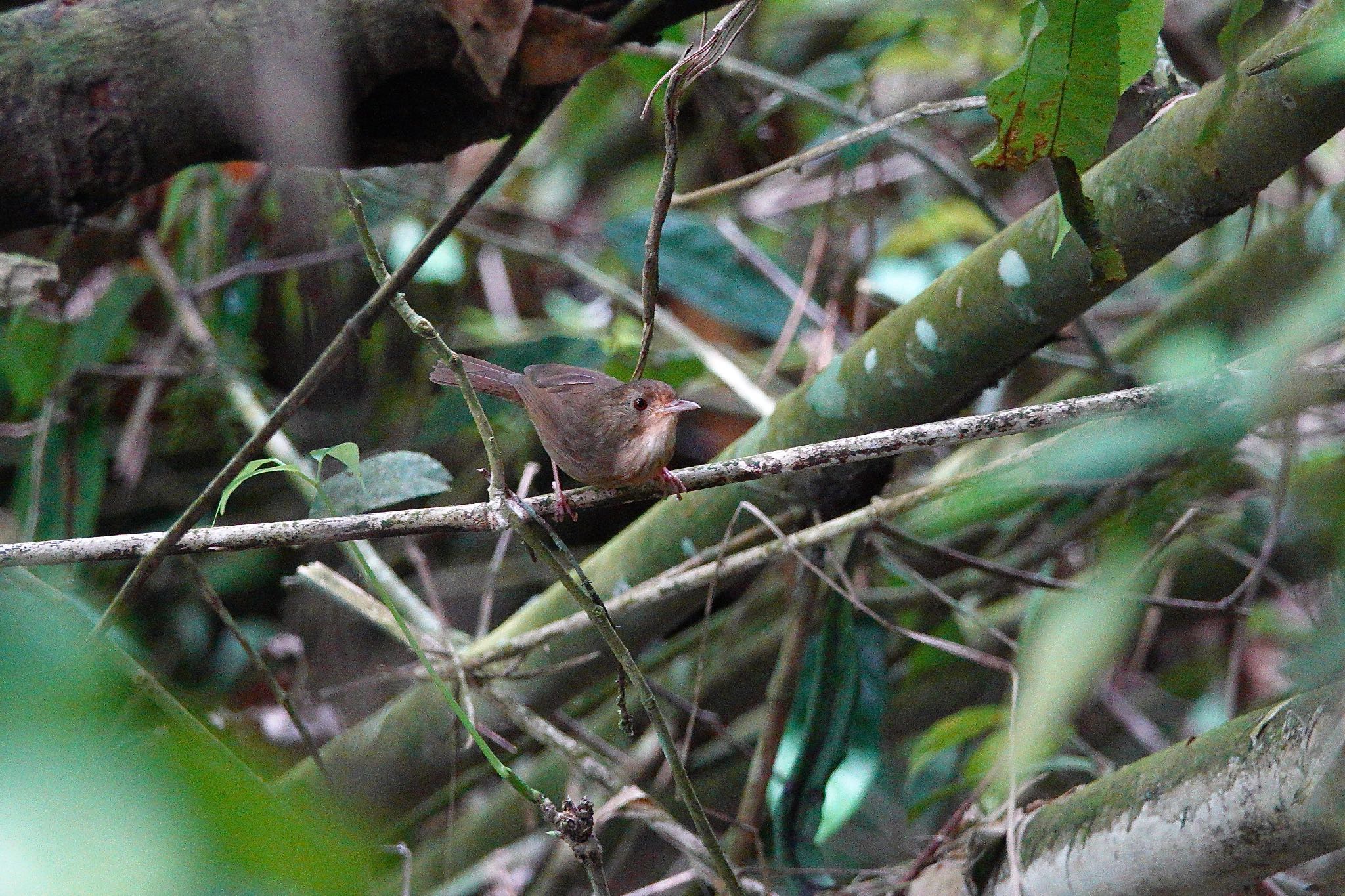 Buff-breasted Babbler