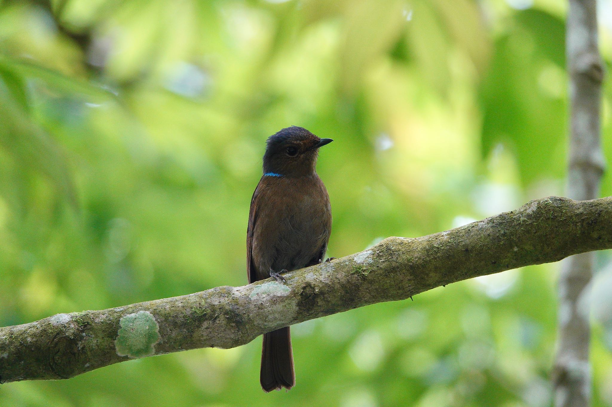 Photo of Large Niltava at Fraser's Hill by のどか