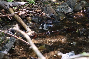 シジュウカラ 柳沢峠 2018年6月2日(土)