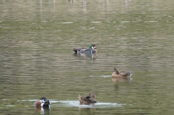 2023年4月22日(土) 洞峰公園の野鳥観察記録