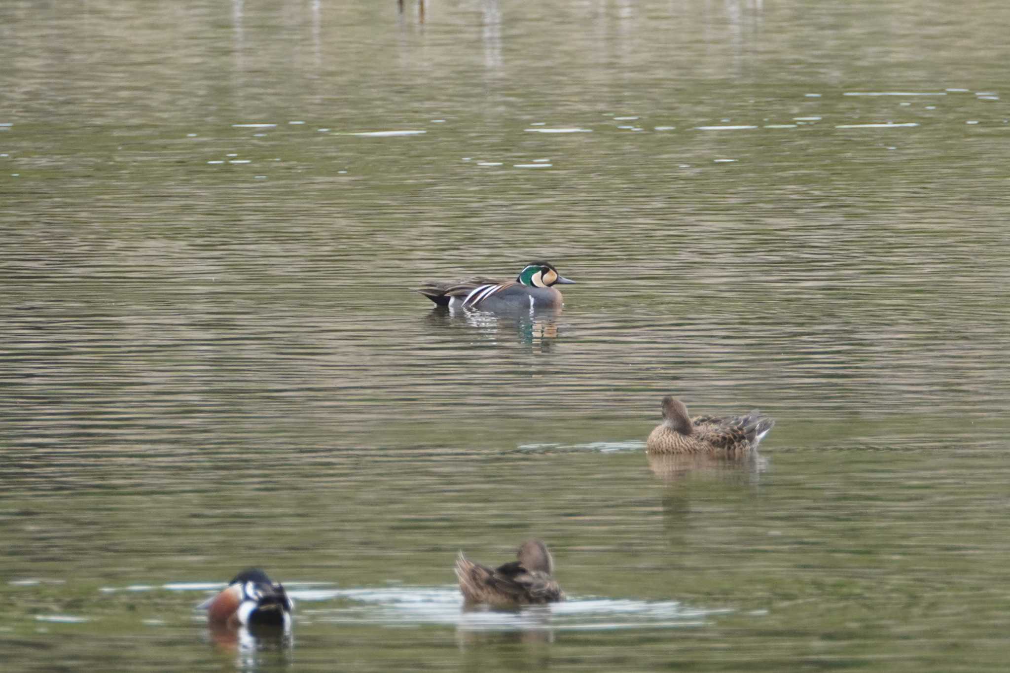 洞峰公園 トモエガモの写真