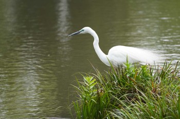 ダイサギ 洞峰公園 2023年4月22日(土)