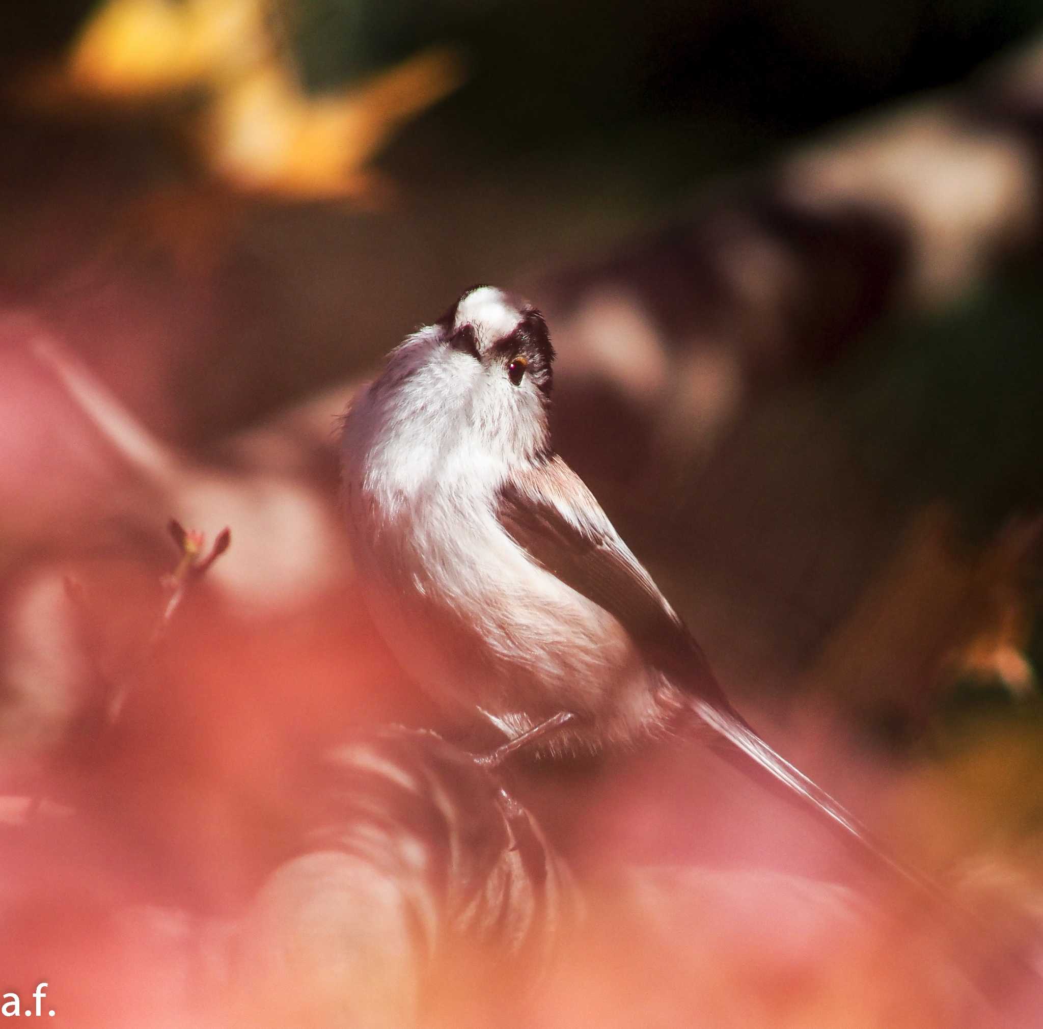 大和市 泉の森 エナガの写真 by a.f.