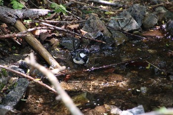 Japanese Tit Yanagisawa Pass Sat, 6/2/2018