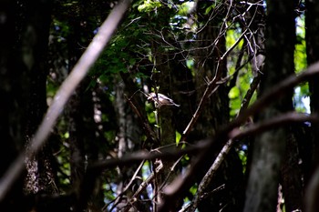 カケス 柳沢峠 2018年6月2日(土)