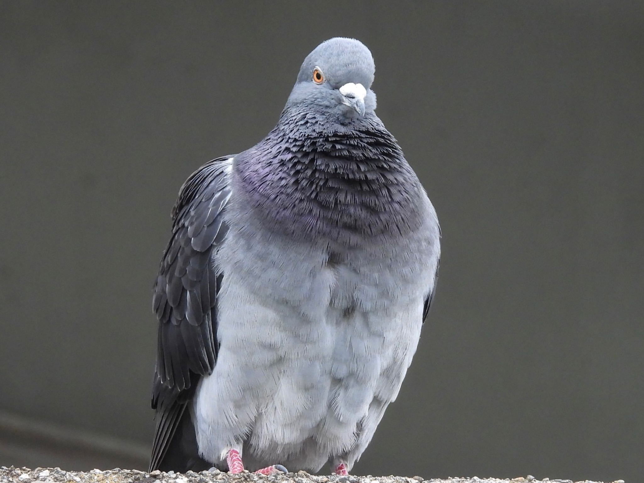 埼玉県さいたま市 カワラバトの写真 by ツピ太郎