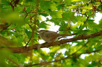 Japanese Bush Warbler Yanagisawa Pass Sat, 6/2/2018