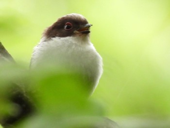 2023年4月22日(土) 埼玉県さいたま市の野鳥観察記録