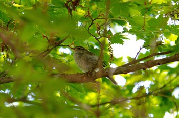 Japanese Bush Warbler Yanagisawa Pass Sat, 6/2/2018