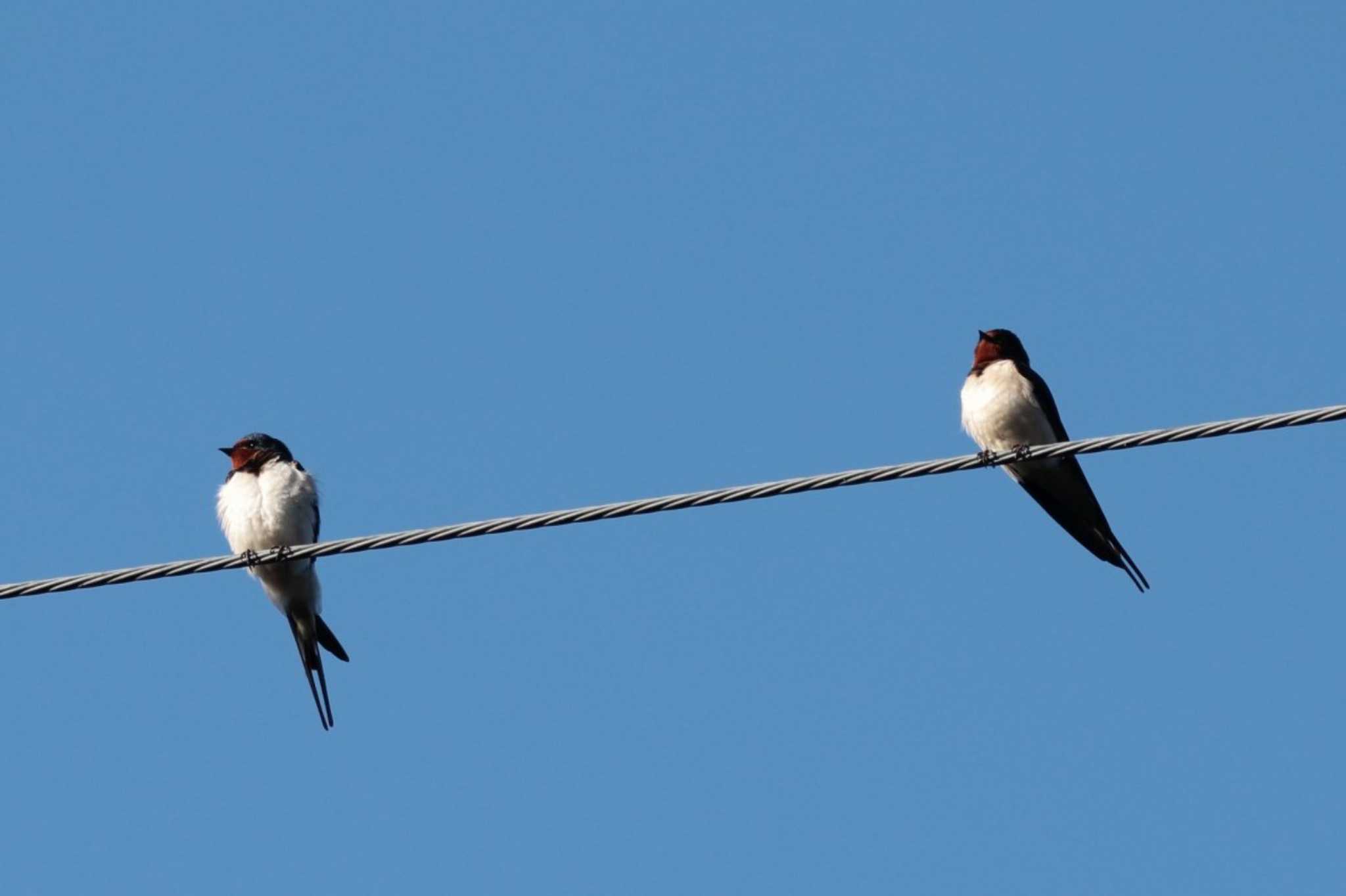 Barn Swallow