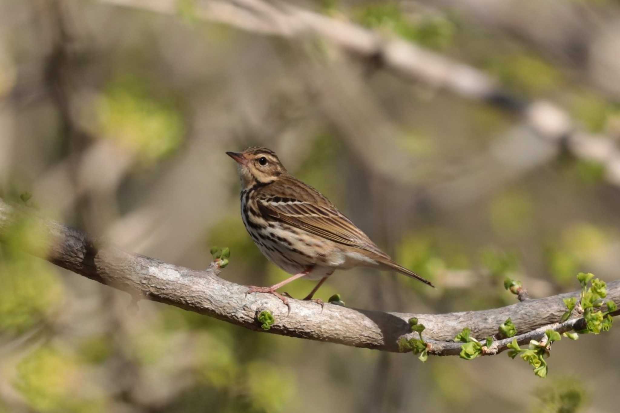 Olive-backed Pipit