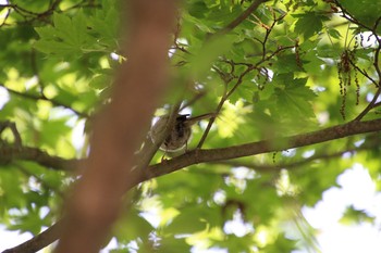 Japanese Bush Warbler Yanagisawa Pass Sat, 6/2/2018