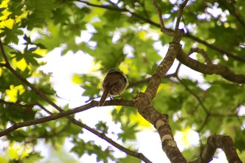 Japanese Bush Warbler Yanagisawa Pass Sat, 6/2/2018