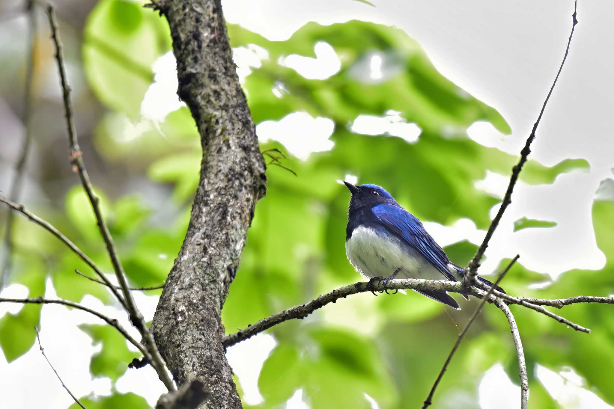 市原市 オオルリの写真 by birds@hide3