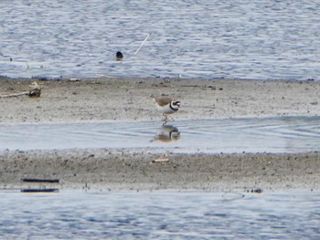 Little Ringed Plover 酒匂川河口 Sat, 4/22/2023