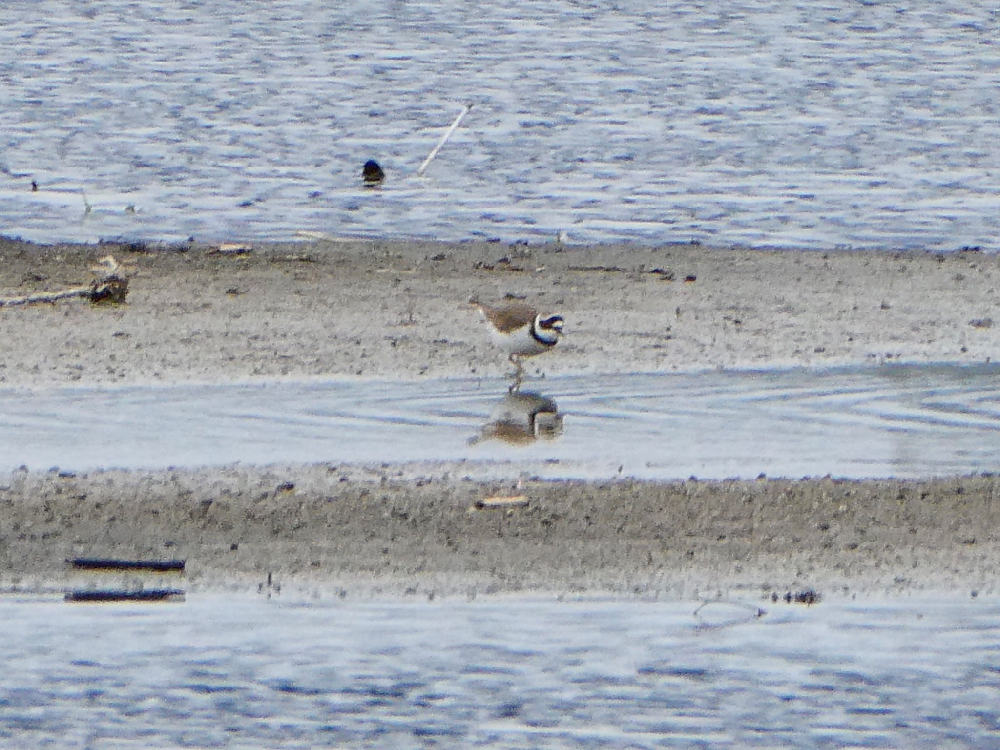 Little Ringed Plover