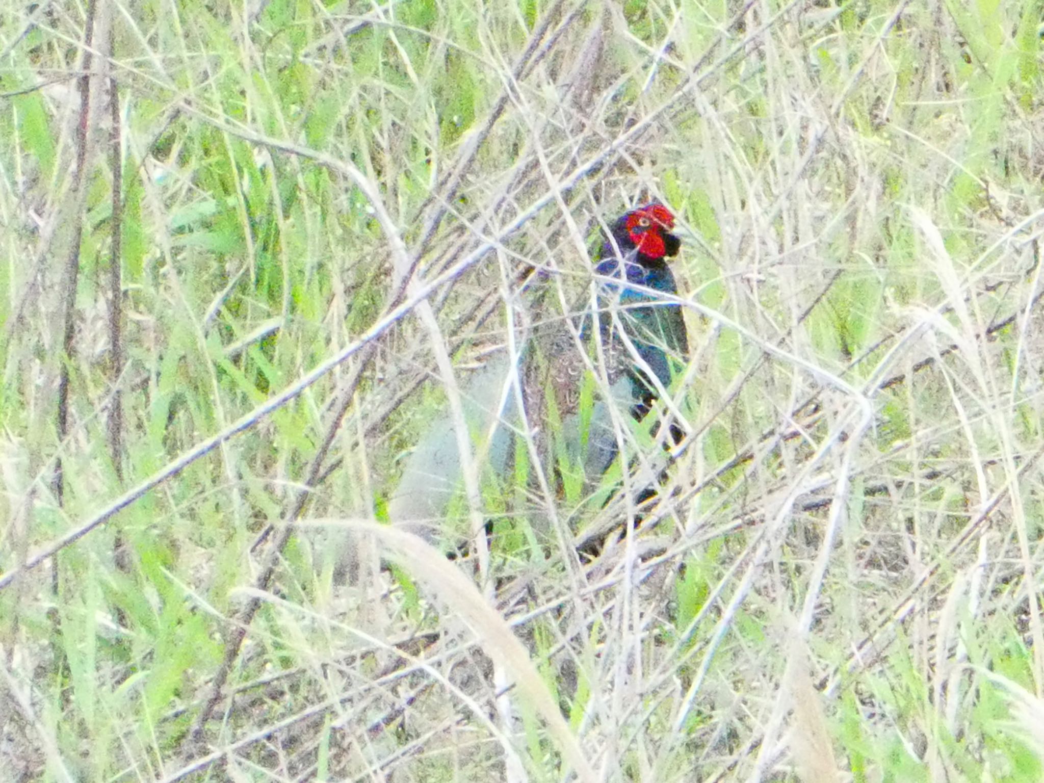 Photo of Green Pheasant at 酒匂川河口 by 塩昆布長