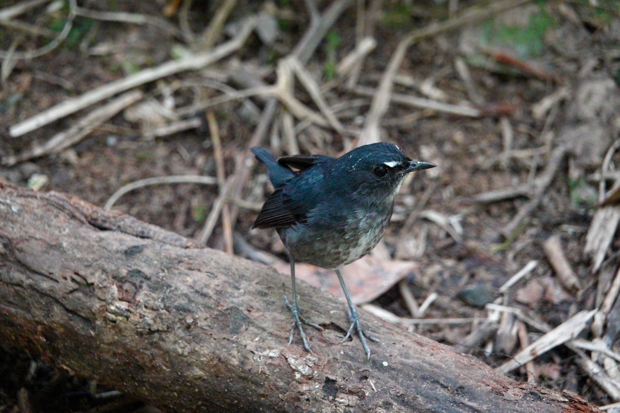 Lesser Shortwing