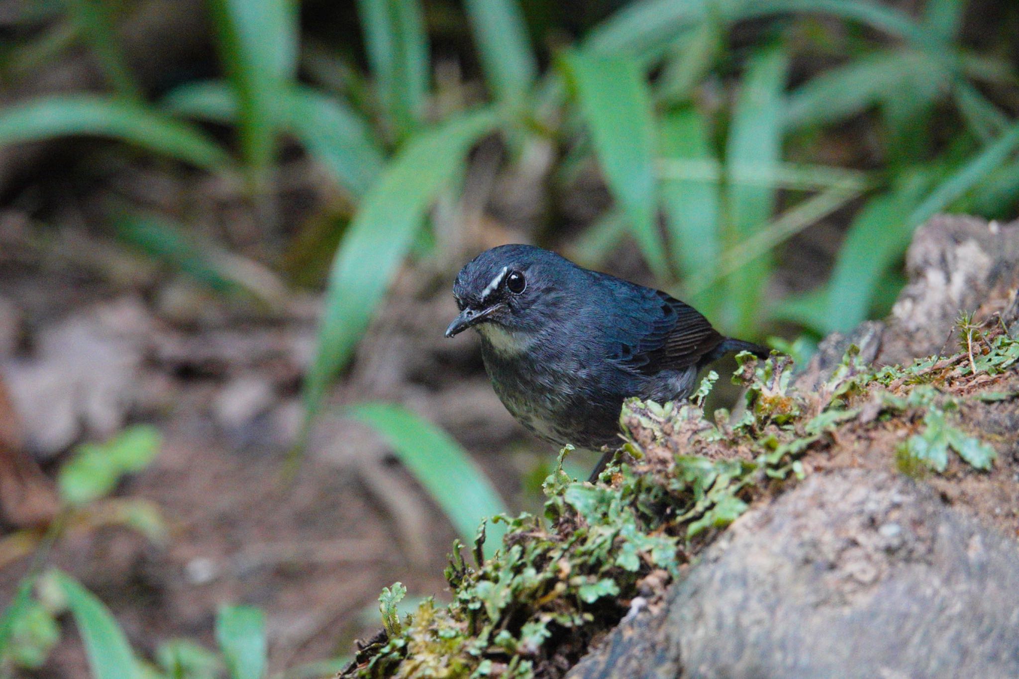 Photo of Lesser Shortwing at Fraser's Hill by のどか