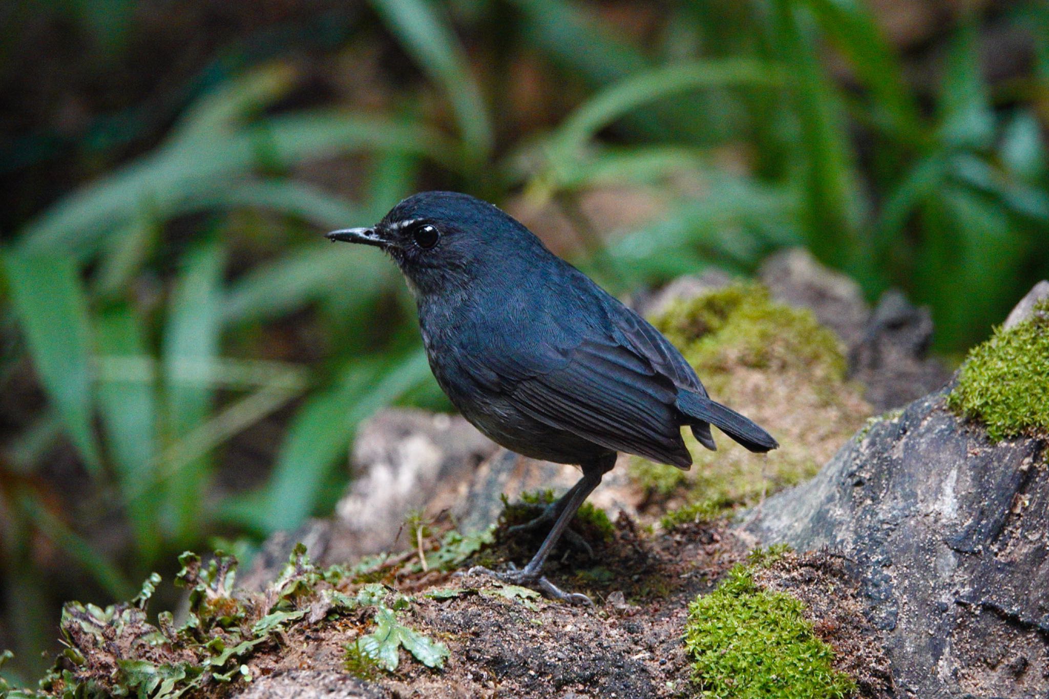 Lesser Shortwing