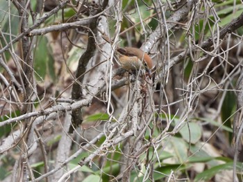 2023年4月22日(土) 旭山記念公園の野鳥観察記録