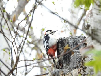 アカゲラ 旭山記念公園 2023年4月22日(土)