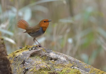 2023年4月22日(土) 柳沢峠の野鳥観察記録