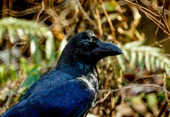 ハシブトガラス 薬師池公園 2023年1月24日(火)