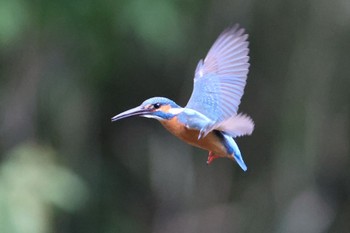 カワセミ 四季の森公園(横浜市緑区) 2023年4月22日(土)