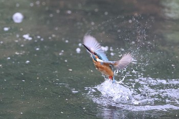 カワセミ 四季の森公園(横浜市緑区) 2023年4月22日(土)