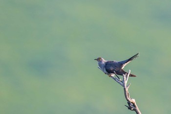 カッコウ 山口県秋吉台 2018年6月2日(土)