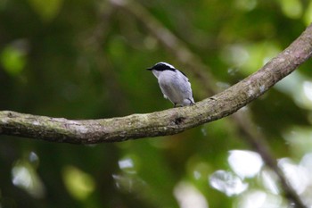 Little Pied Flycatcher Fraser's Hill Fri, 3/10/2023