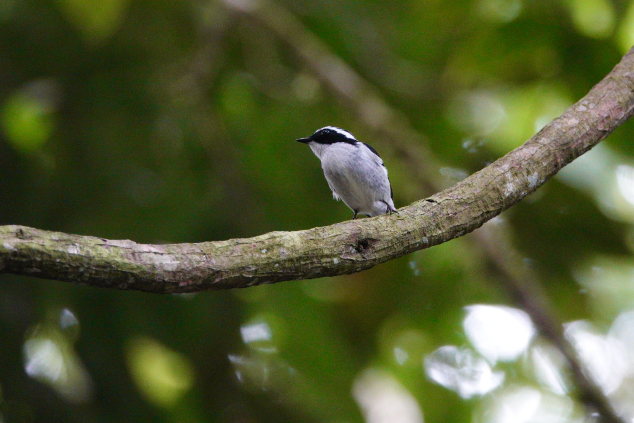 Photo of Little Pied Flycatcher at Fraser's Hill by のどか