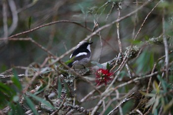 Little Pied Flycatcher Fraser's Hill Fri, 3/10/2023