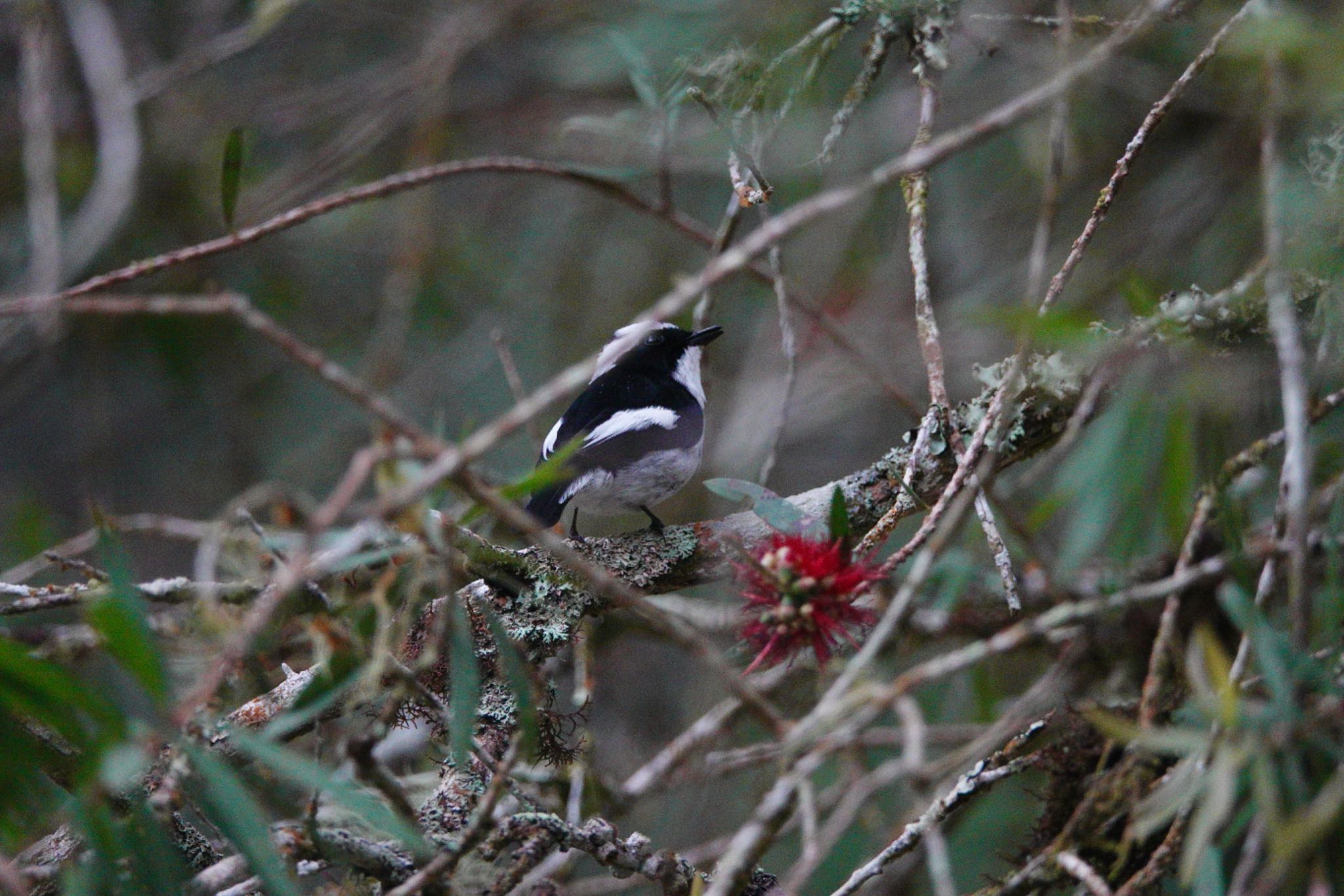 Little Pied Flycatcher