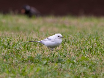 White Wagtail Kasai Rinkai Park Sat, 4/22/2023