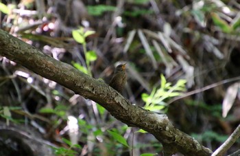 Eurasian Wren Yanagisawa Pass Sat, 6/2/2018