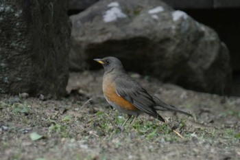 2023年4月22日(土) 生田緑地の野鳥観察記録