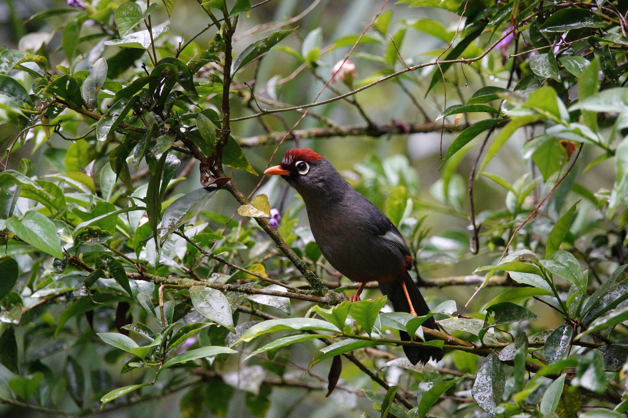 Chestnut-capped Laughingthrush