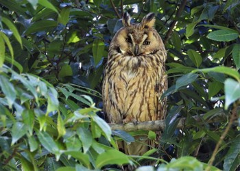 Long-eared Owl Watarase Yusuichi (Wetland) Sat, 4/22/2023