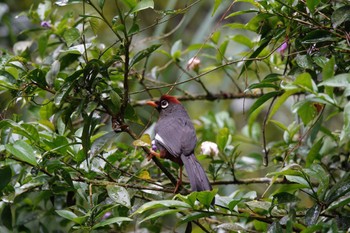 Chestnut-capped Laughingthrush Fraser's Hill Fri, 3/10/2023